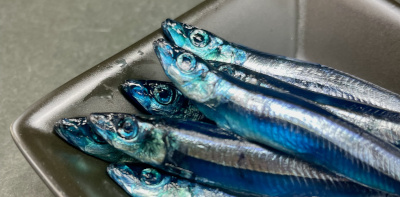 HFきびなごBlakkish-Blue