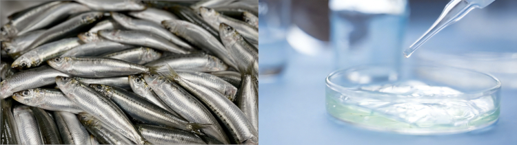 insert:HFまいわしイメージ