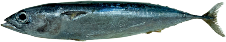 HYPER FROZEN ろうそく