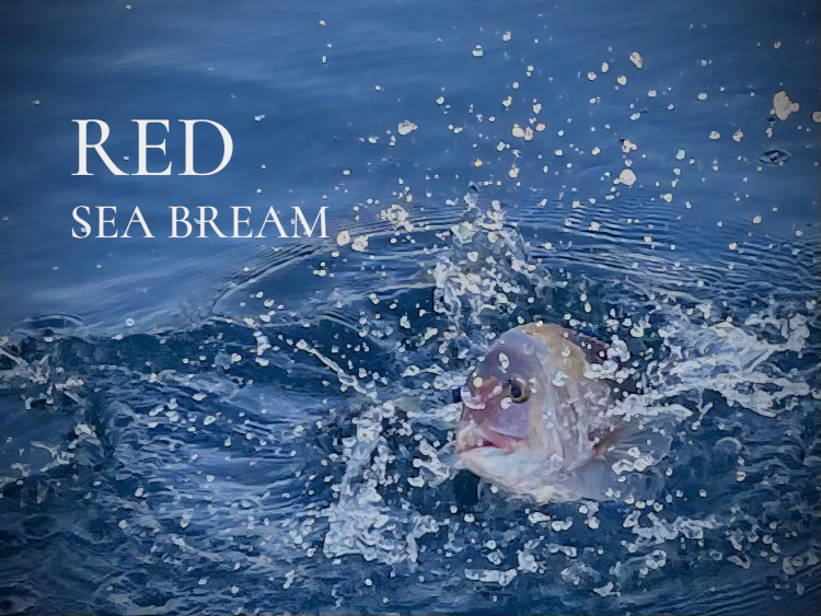 真鯛（まだい）