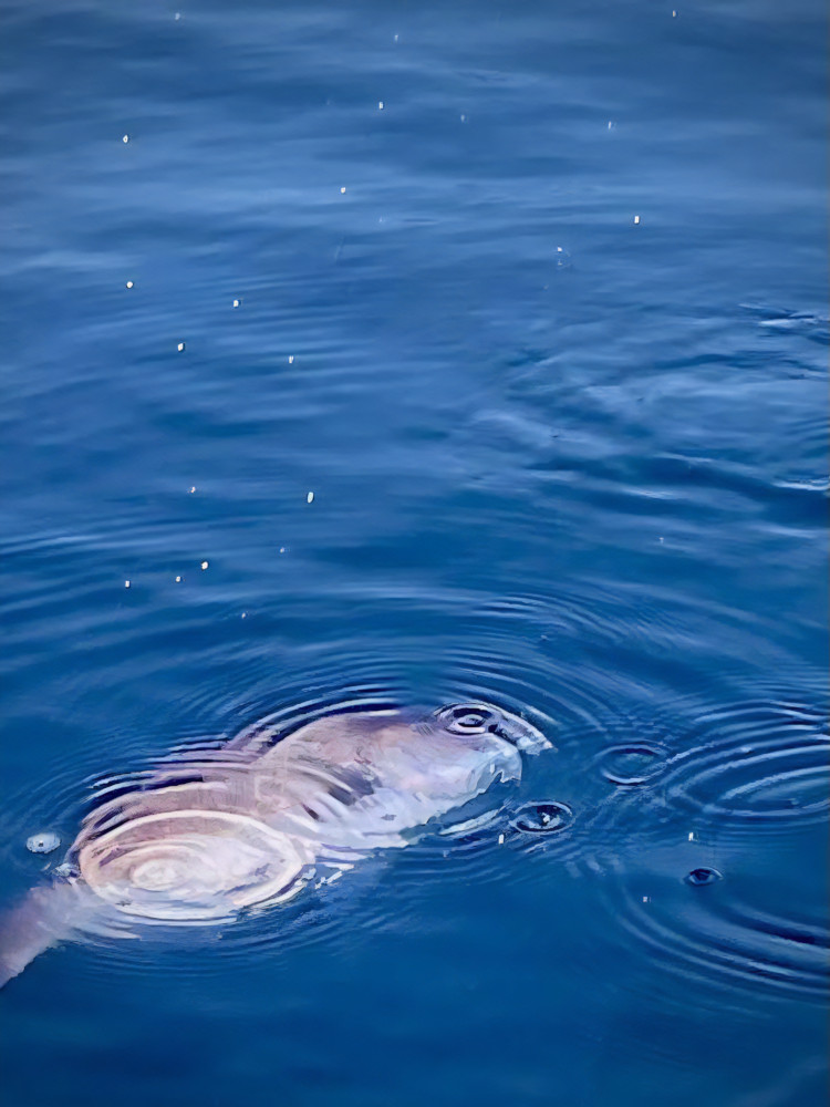 魚餌研のエサで釣れた魚の躍動感イメージ