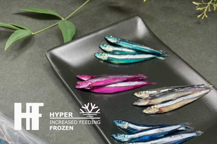 HFきびなご｜海上釣堀エサ 青物