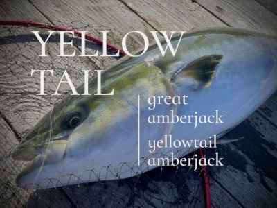 青物（あおもの）餌｜海上釣堀エサ 魚餌研