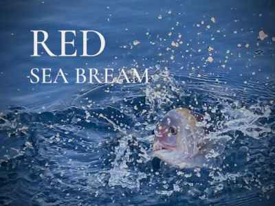 真鯛五目（マダイごもく）餌｜海上釣堀エサ 魚餌研